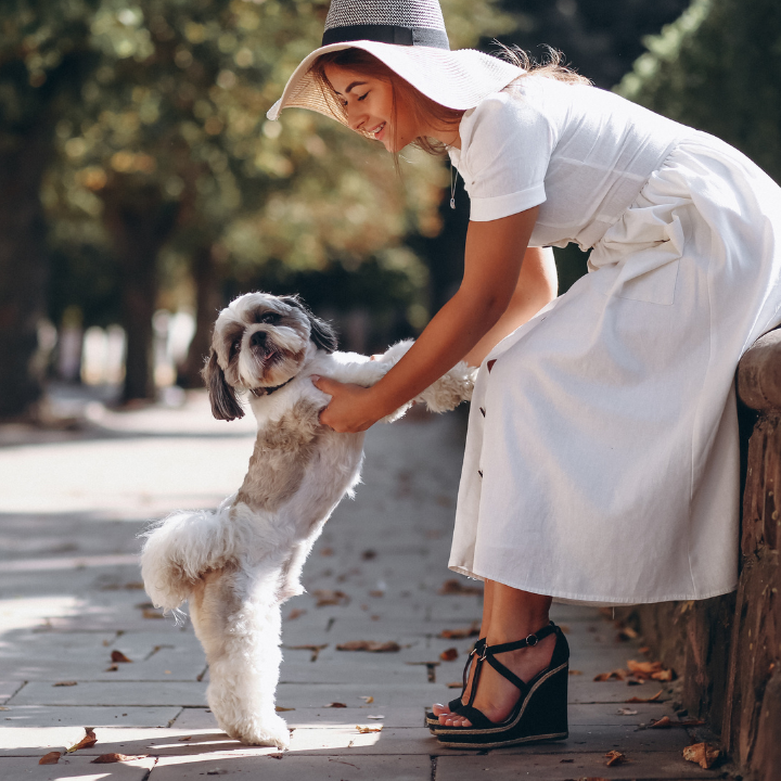 viajar con perro